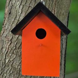 Orange House