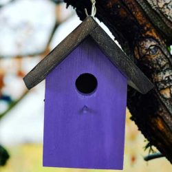 Purple House